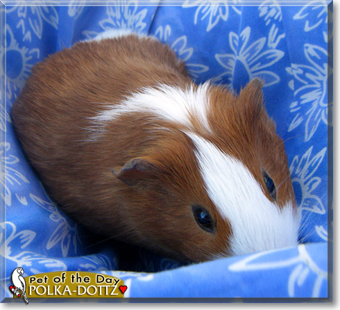 Polka-Dottz, the Pet of the Day Polka-Dottz, the Pet of the Day