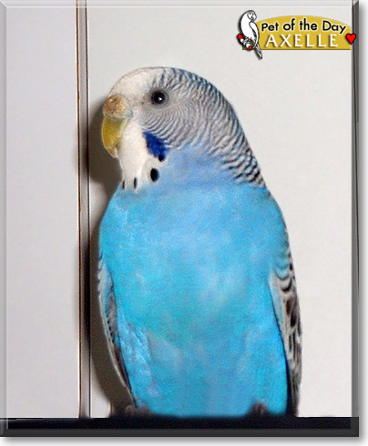 Axelle, the Pet of the Day Axelle, the Pet of the Day