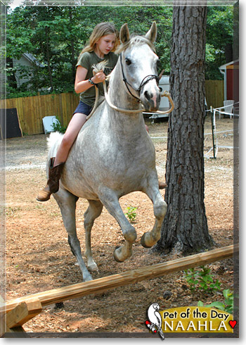 Naahla, the Pet of the Day Naahla, the Pet of the Day