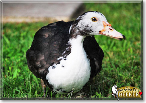 Beeker, the Pet of the Day Beeker, the Pet of the Day