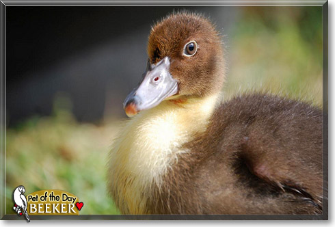 Beeker, the Pet of the Day Beeker, the Pet of the Day