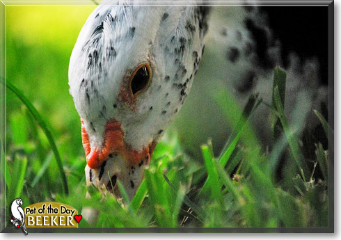 Beeker, the Pet of the Day Beeker, the Pet of the Day