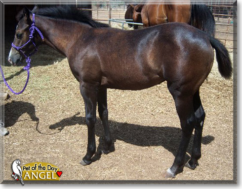 Angel, the Pet of the Day