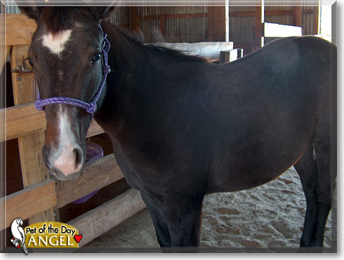 Angel, the Pet of the Day