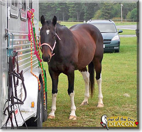 Deacon, the Pet of the Day
