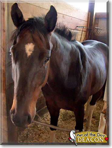Deacon, the Pet of the Day