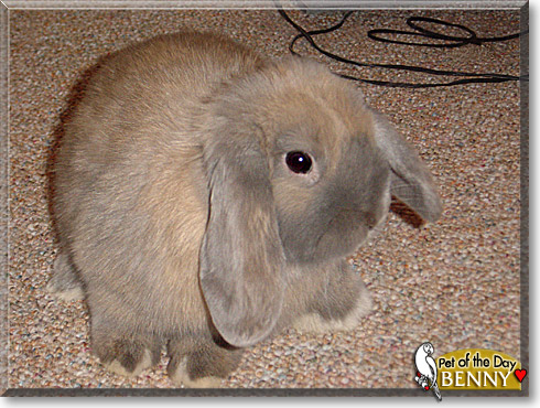 Benny, the Pet of the Day Benny, the Pet of the Day