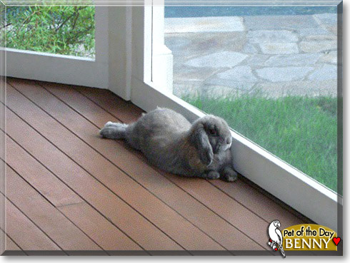 Benny, the Pet of the Day Benny, the Pet of the Day