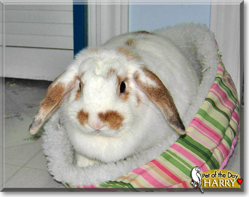 Harry, the Pet of the Day