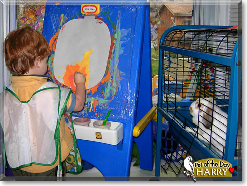 Harry, the Pet of the Day