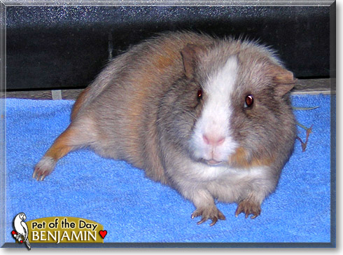 Benjamin, the Pet of the Day Benjamin, the Pet of the Day