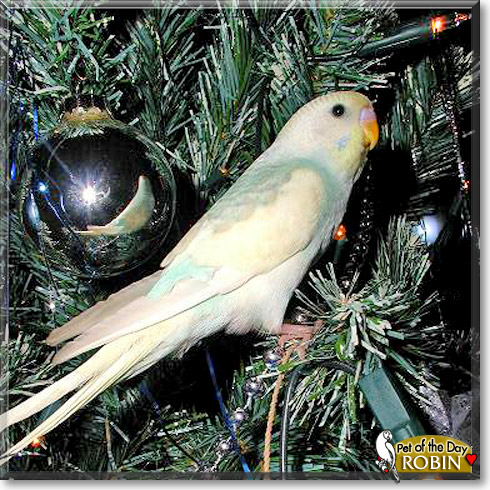 Robin, the Pet of the Day