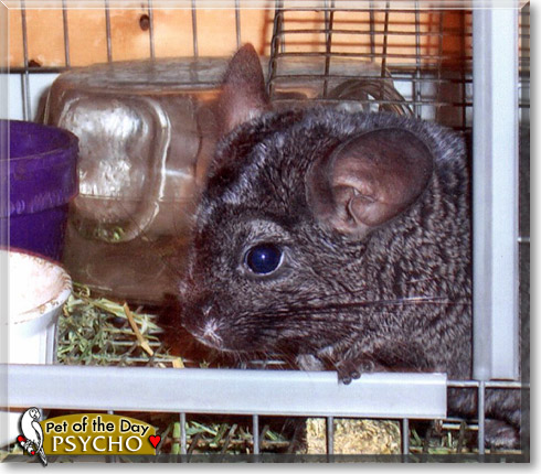 Psycho, the Pet of the Day Psycho, the Pet of the Day