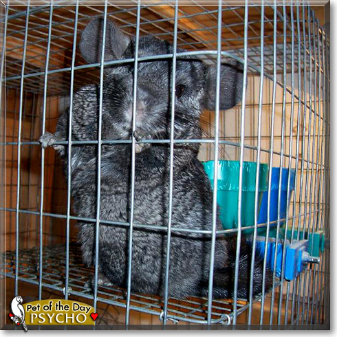 Psycho, the Pet of the Day Psycho, the Pet of the Day