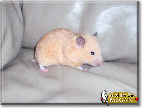 Megan, the Pet of the Day