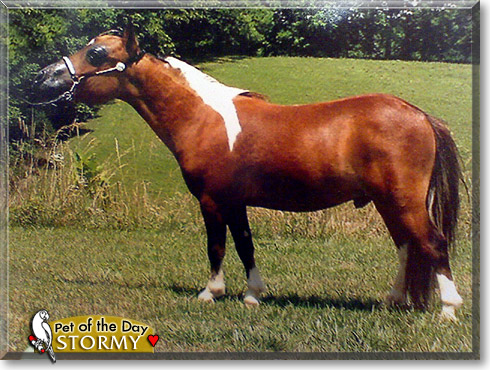 Stormy, the Pet of the Day Stormy, the Pet of the Day