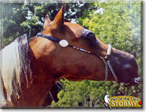 Stormy, the Pet of the Day Stormy, the Pet of the Day