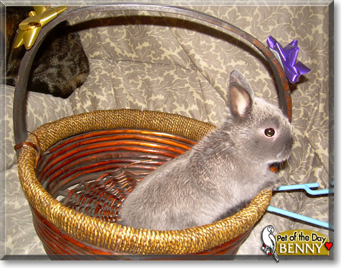 Benny, the Pet of the Day