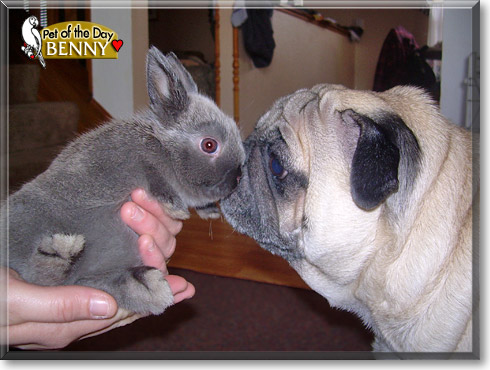 Benny, the Pet of the Day