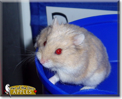 Apples, the Pet of the Day