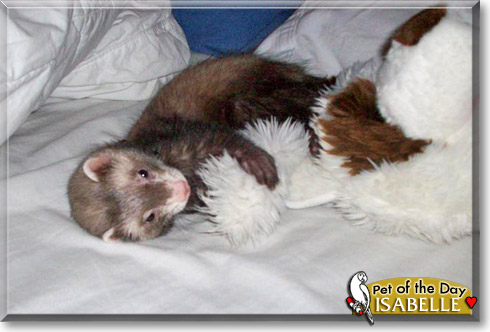 Isabelle, the Pet of the Day