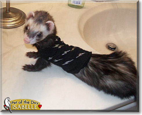 Isabelle, the Pet of the Day