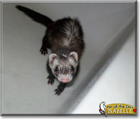 Isabelle, the Pet of the Day