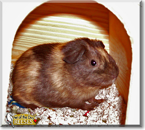 Reeses, the Pet of the Day Reeses, the Pet of the Day