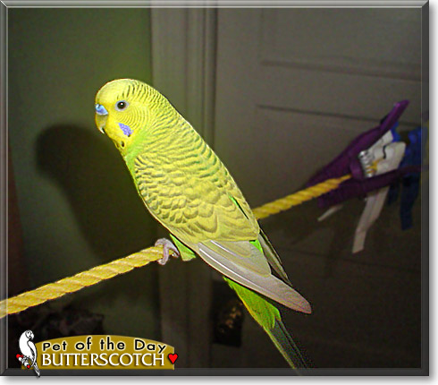 Butterscotch, the Pet of the Day