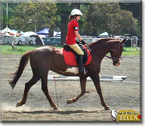 Bella, the Pet of the Day Bella, the Pet of the Day