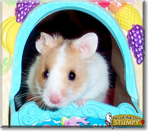 Stumpy, the Pet of the Day Stumpy, the Pet of the Day