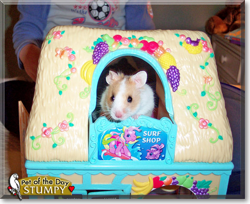 Stumpy, the Pet of the Day Stumpy, the Pet of the Day