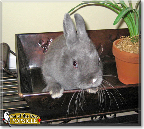 Popsicle, the Pet of the Day