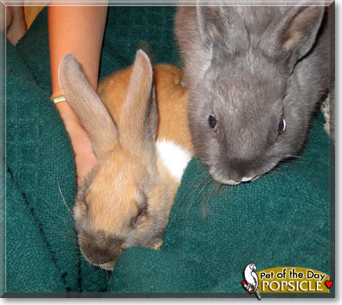 Popsicle, the Pet of the Day
