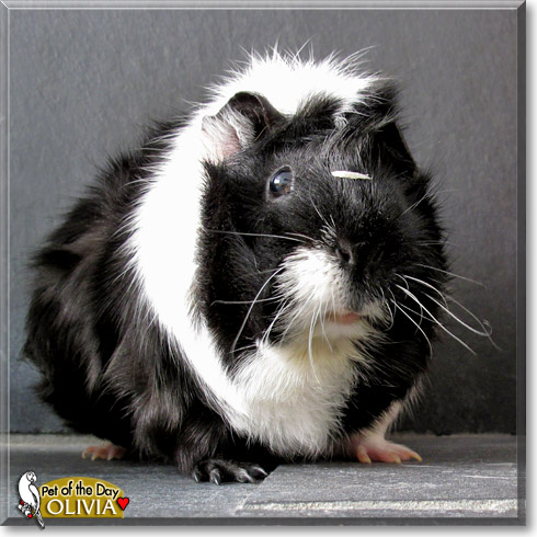 Olivia, the Pet of the Day Olivia, the Pet of the Day