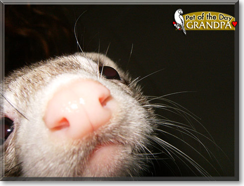 Grandpa, the Pet of the Day Grandpa, the Pet of the Day