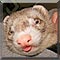 Pet of the Day