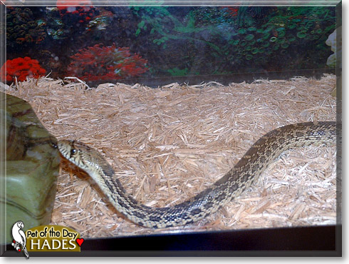 Hades, the Pet of the Day Hades, the Pet of the Day