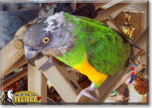 Feliece, the Pet of the Day