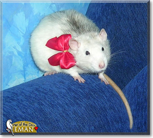 Eman, the Pet of the Day Eman, the Pet of the Day