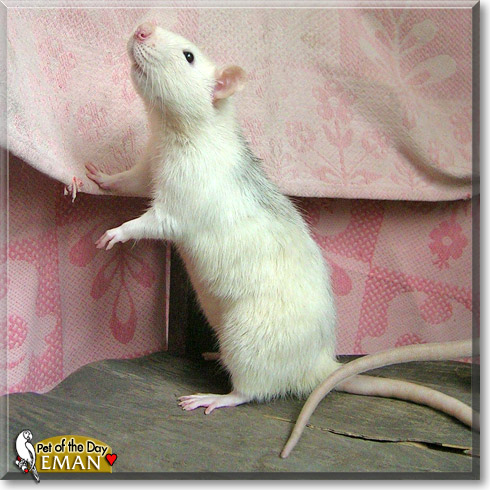 Eman, the Pet of the Day Eman, the Pet of the Day