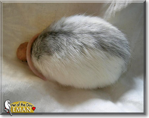 Eman, the Pet of the Day Eman, the Pet of the Day
