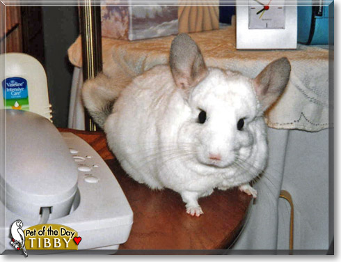 Tibby, the Pet of the Day Tibby, the Pet of the Day
