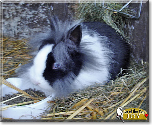 Joy, the Pet of the Day Joy, the Pet of the Day