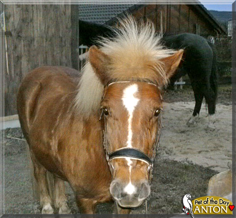 Anton, the Pet of the Day Anton, the Pet of the Day