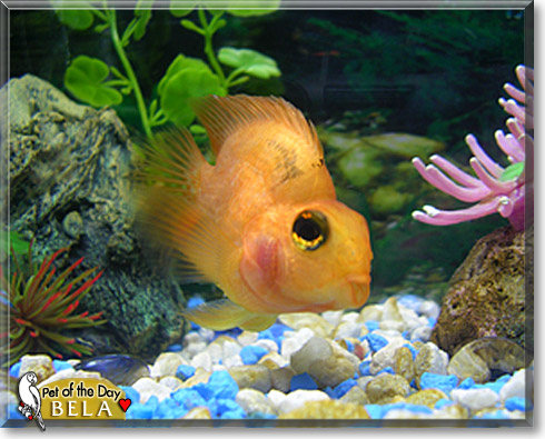 Bela, the Pet of the Day Bela, the Pet of the Day