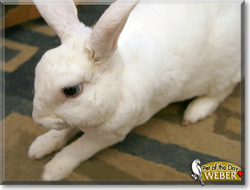 Weber, the Pet of the Day Weber, the Pet of the Day