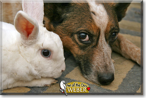 Weber, the Pet of the Day Weber, the Pet of the Day