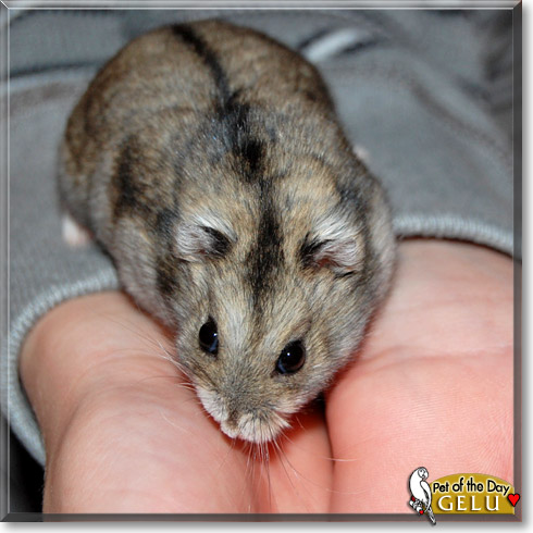 Gelu, the Pet of the Day