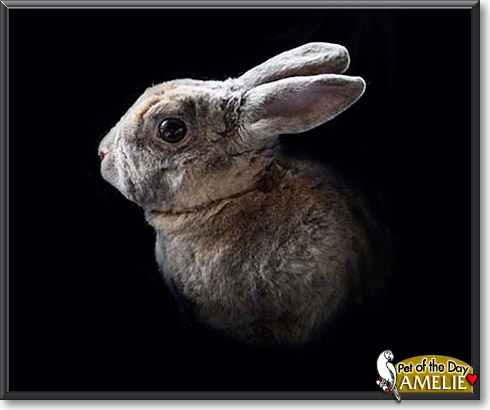 Amelie, the Pet of the Day Amelie, the Pet of the Day